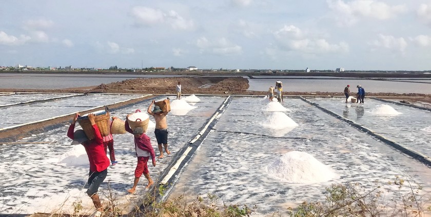 Diêm dân huyện Đông Hải (tỉnh Bạc Liêu) cào muối lại thành từng đống rồi vận chuyển muối đến điểm tập kết.
