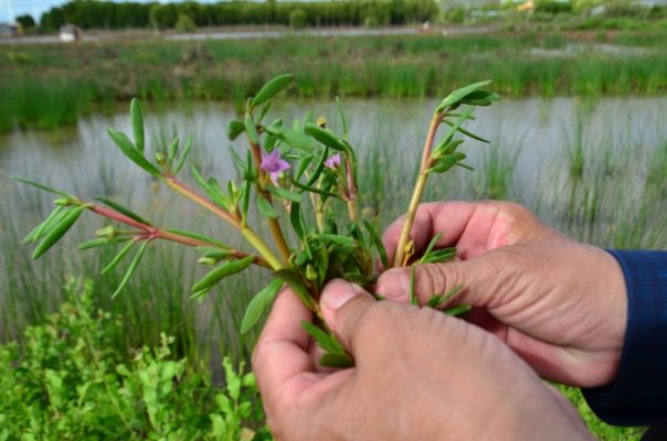 Tu Rau Sam Muoi Khoa Hoc The Gioi Nghien Cuu Chat Ngan Te Bao Ung Thu 3289 4