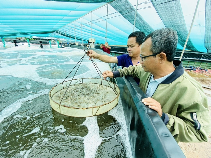 Bạc Liêu đang hiện thực hóa giấc mơ trở thành trung tâm ngành tôm cả nước. Ảnh: Lê Hoàng Vũ.