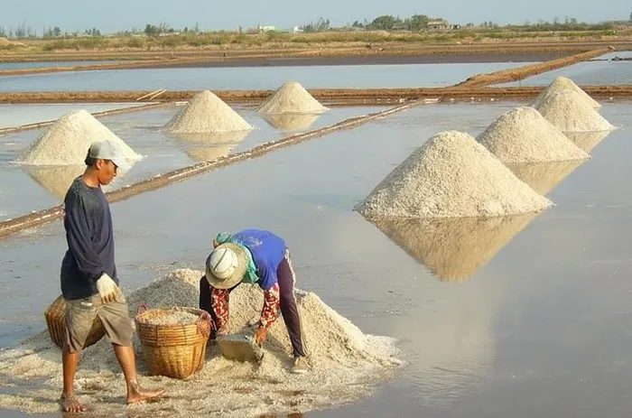 Diêm dân Bạc Liêu thu hoạch muối (ảnh: Duy Nhân)